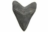 Serrated, Fossil Megalodon Tooth - South Carolina #208553-2